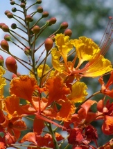 Pride of Barbados, Mexican Red Bird of Paradise, Dwarf Poinciana, Peacock Flower, Flamboyan-de-Jardin, Barbados Fenceflower, Caesalpinia pulcherrima, Poinciana pulcherrima